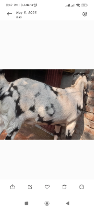 ছাগল কিছুটা তোতাপড়ি এর জাতের